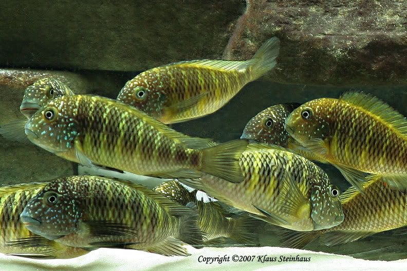 Tropheus sp. 'limespot' (Murago Moba)